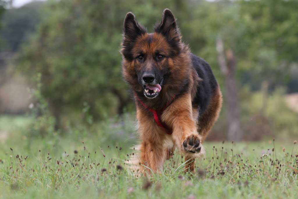 Ein glücklicher Hund laufender Schäferhund