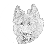 Schäferhund_Kopf_als_Bleistiftzeichnung